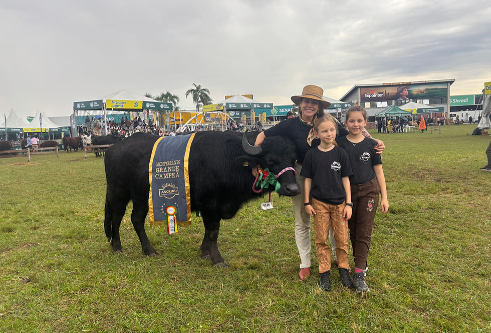 Prova oficial reuniu 18 animais durante a Expointer e destacou genética, manejo e legado da espécie no Brasil (Foto: Stéphany Franco/AgroEffective)
