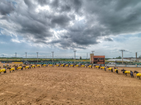 Prévia completa as vagas da delegação brasileira para Morfologia FICCC