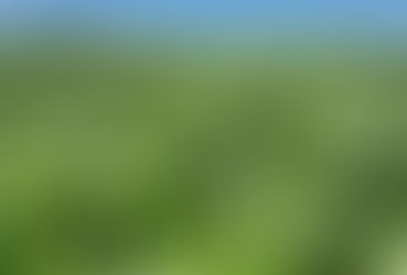 Milho: tecnologia registra ganho médio de 11,4 sacas por hectare