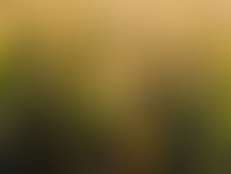 Federarroz pede antidumping socioambiental para proteger produtores brasileiros