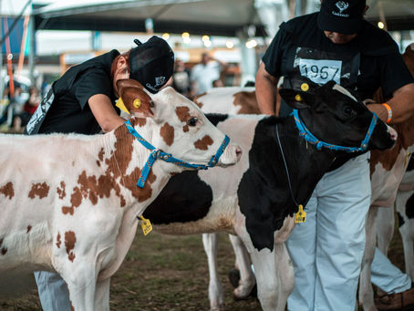 Criadores têm até 28 de julho para inscrever raça Holandesa à Expointer