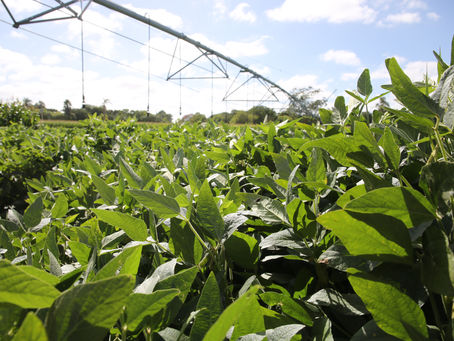 Receita intensifica fiscalização sobre contratos agrários no IR