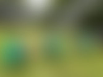 Circuito de verão da ovinocultura gira R$ 5 milhões no Estado