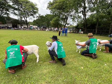 Circuito de verão da ovinocultura gira R$ 5 milhões no Estado