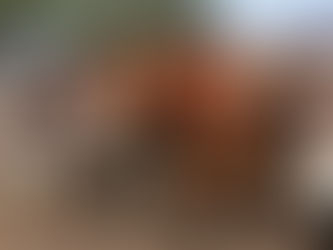 Segundo leilão virtual de aliança alcança bons resultados na oferta de gado geral