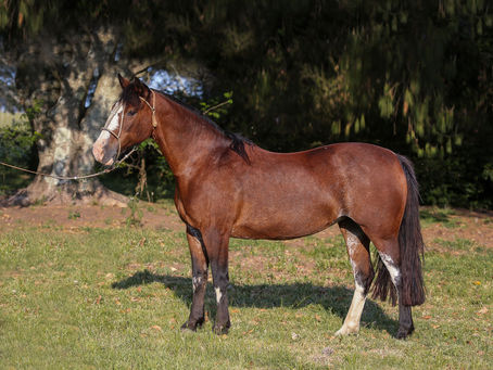 GAP realiza seu primeiro leilão virtual da raça Crioula