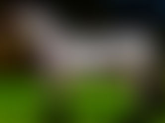 Gaúchos absorvem oferta do leilão da Fazenda São João