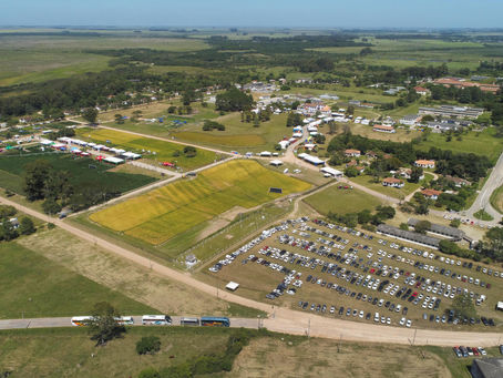 Arrozeiros como produtores multissafras será tema da 33ª Abertura Oficial da Colheita do Arroz