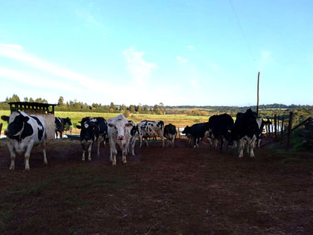 Estiagem prejudica novamente produção de leite no Rio Grande do Sul