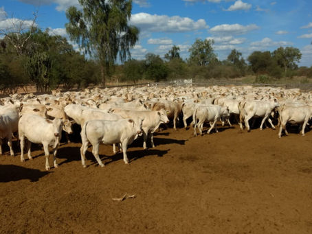 Canchim On Dairy: selo cria padrão genético para cruzamento leiteiro