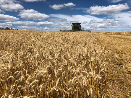 Cooperativas agropecuárias gaúchas esperam por juros menores no Plano Safra