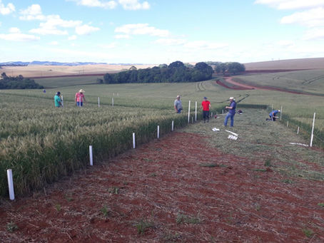 Nutrição do solo será destaque em Dia de Campo em Erechim