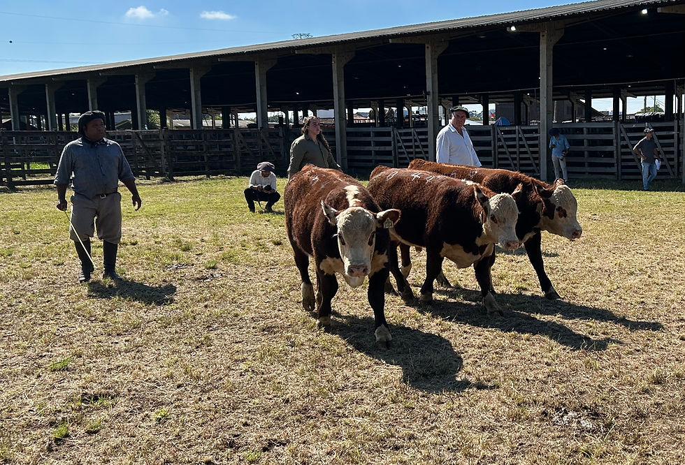 Nacional: Julgamento de terneiros reforça foco produtivo e eficiência no campo