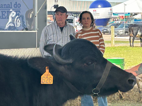 Búfalas: julgamento na Fenasul Expoleite une tradição familiar e seleção em pista
