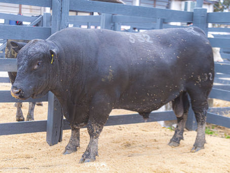 Farm Show: touro Angus atinge avaliação de R$ 140 mil e é recorde na temporada