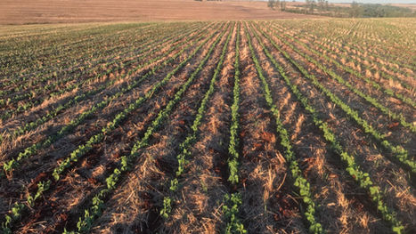 Rio Grande do Sul deve iniciar plantio da soja nesta semana