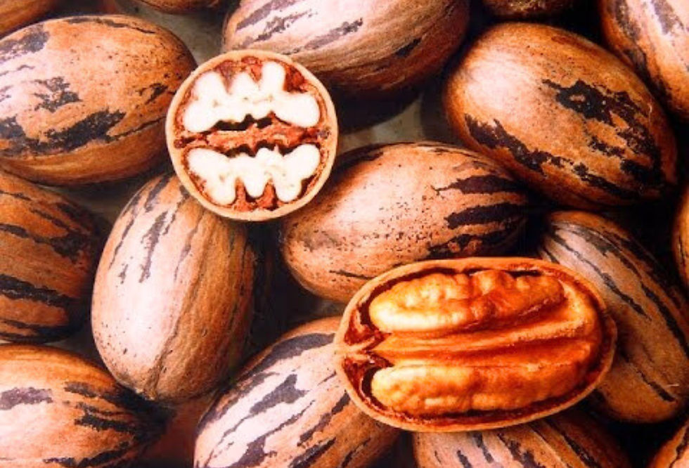 IBPecan participará do evento que reunirá, em Porto Alegre, engenheiros, biólogos e nutricionistas (Foto: Divulgação)