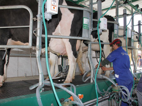 Produtores gaúchos de leite ainda sofrem dificuldades por causa da estiagem