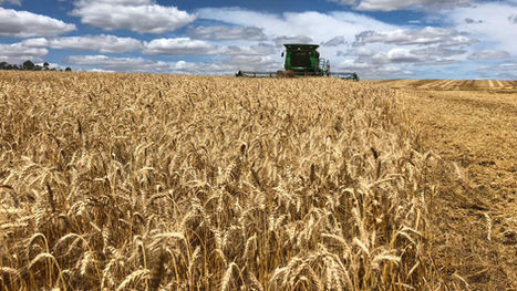 Custos de produção do trigo tem alta de 21,77% para esta safra