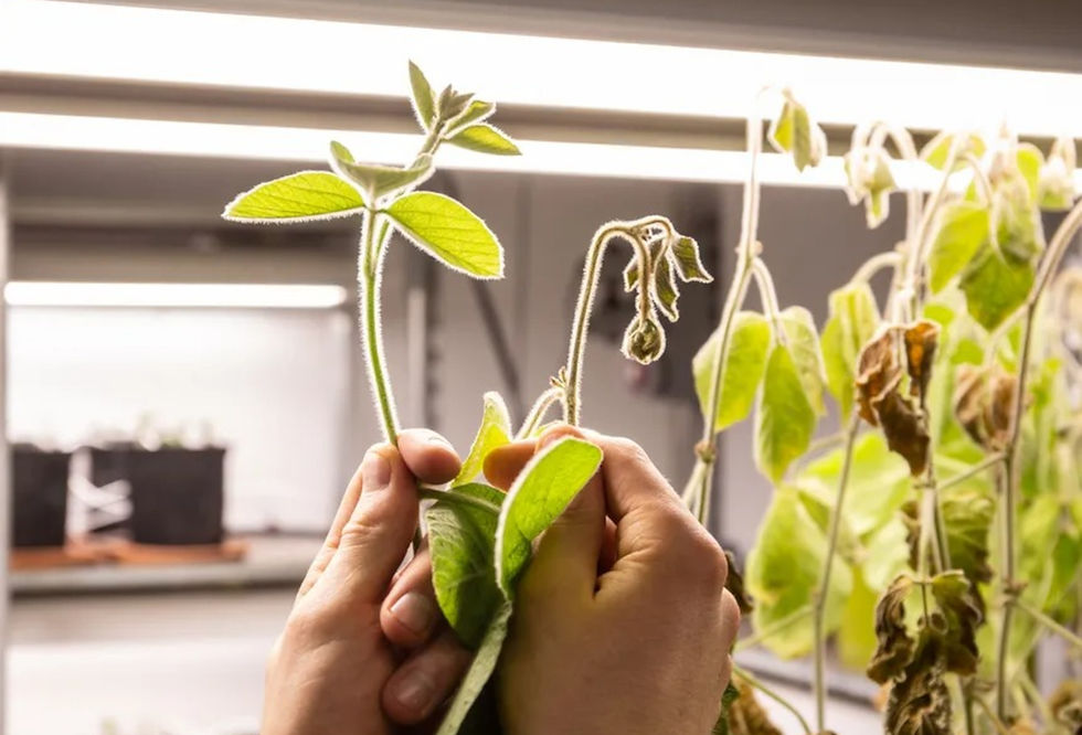 Soluções inovadoras que ajudem os agricultores a enfrentar os desafios climáticos com produtividade e sustentabilidade fazem parte das metas da empresa no próximo ano (Foto: Elicit Plant/Divulgação)