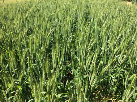 Contratos de exportação garantem venda de 360 mil toneladas do trigo gaúcho