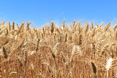 Área de trigo no Rio Grande do Sul será no máximo 10% menor