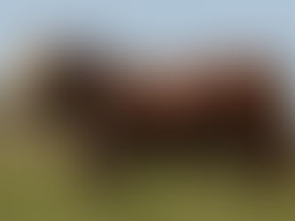 Conexão Delta G registra liquidez e boas médias nos leilões de Primavera