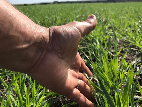 Trigo pode ganhar até 423 kg/ha com manejo fisiológico