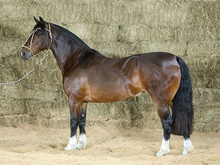 Média alcançada é destaque no Leilão 15 anos Cabanha do Mako