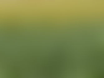 Rotação de culturas se torna alternativa para minimizar custos do arroz