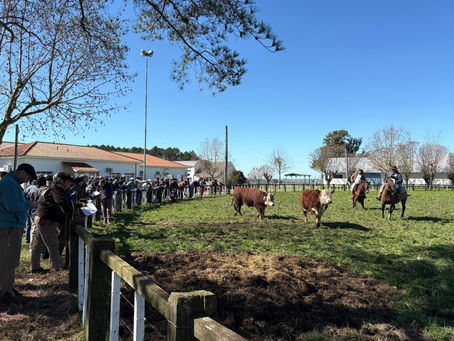 Criatório de Arambaré se destaca em Prova de Eficiência Alimentar Hereford e Braford