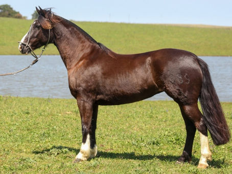 Farm Show: remate leva matrizes ligadas a campeões do Freio de Ouro