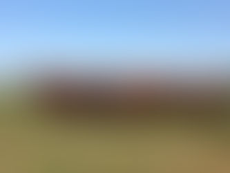 Associados da Conexão Delta G figuram entre os maiores vendedores de touros