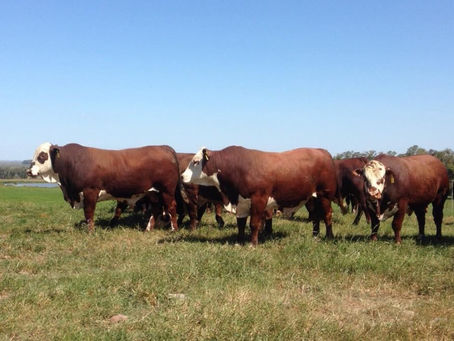 Associados da Conexão Delta G figuram entre os maiores vendedores de touros