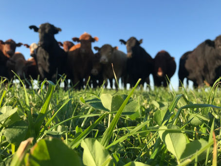 Integração Lavoura-Pecuária é tema de painel online da Federarroz