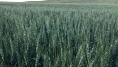 FecoAgro/RS orienta produtores no período de colheita do trigo