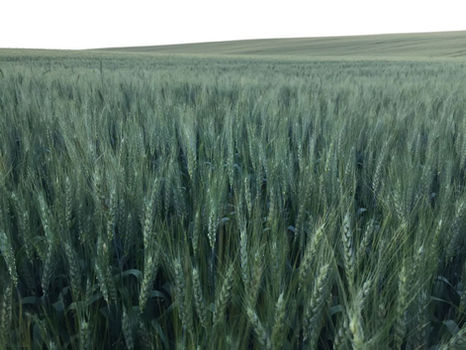 Clima afeta produtividade e qualidade do trigo gaúcho