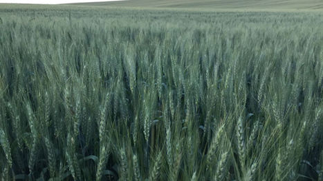 Clima afeta produtividade e qualidade do trigo gaúcho