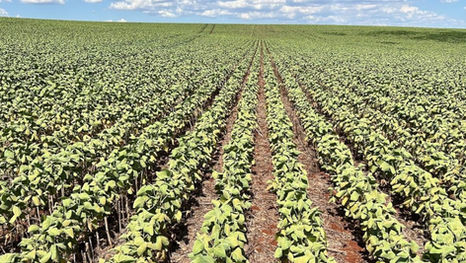 Cooperativas agropecuárias gaúchas estão preocupadas com efeitos da estiagem
