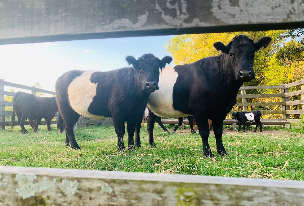 Inscrições somam 382 bovinos de argola e 23 equinos Percheron; entidade terá dez raças representadas nas pistas de Esteio (Foto: Divulgação)