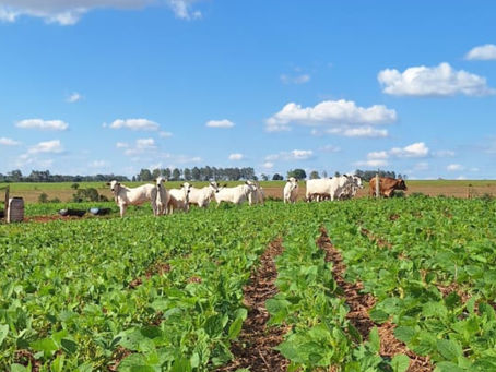Mercado de Carbono entra na fase da medição e da comprovação