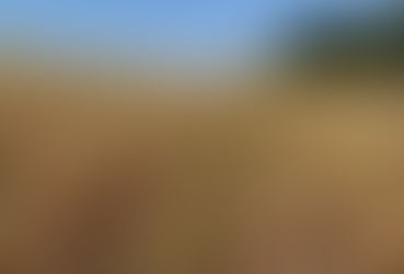 Seguro agrícola: o detalhe que pode travar o pagamento