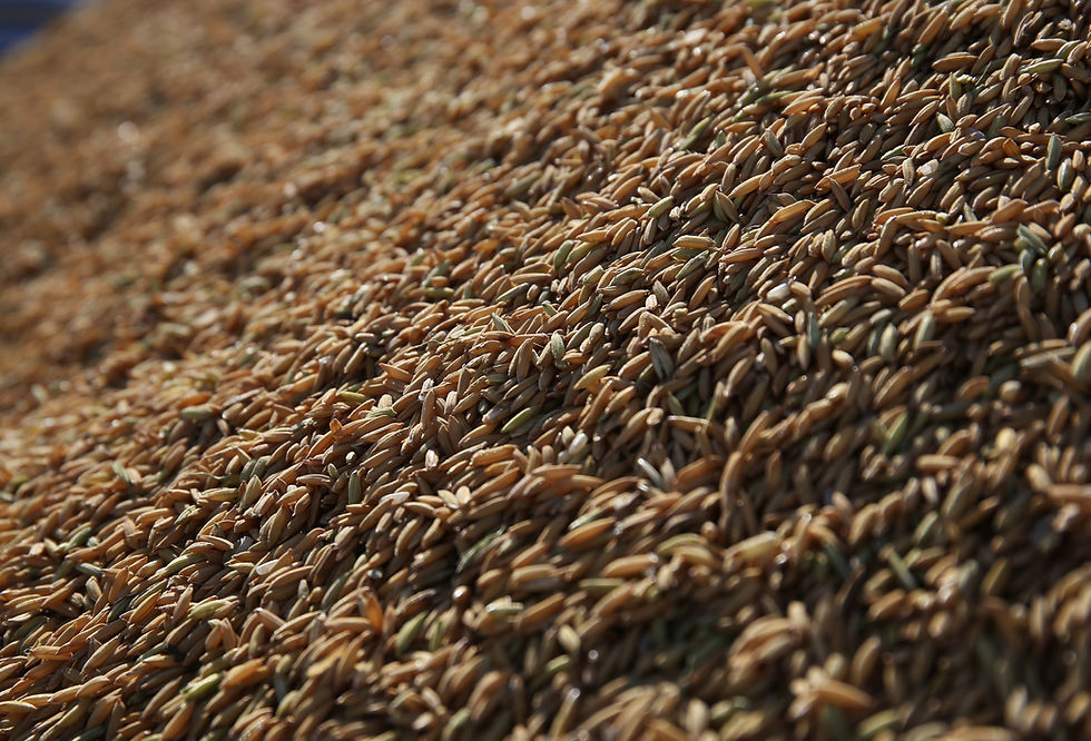 Certame da Conab alcançou cerca de R$ 3,3 milhões em prêmios, e Federarroz aponta maior familiarização dos produtores com a operação (Foto: Paulo Rossi/Divulgação)