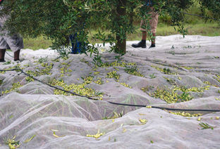 Colheita da oliva: Brasil projeta quase 1 milhão de litros