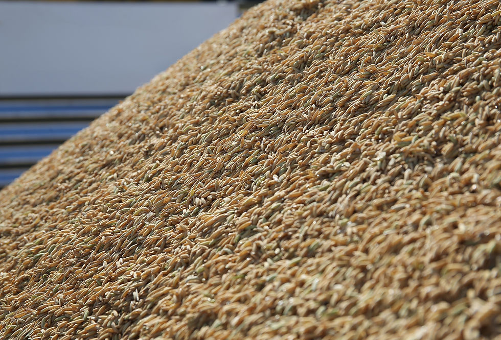 Segundo a Federarroz, o movimento ajuda a reduzir volumes ainda estocados e mantém o fluxo de comercialização ativo no mercado (Foto: Paulo Rossi/Divulgação)