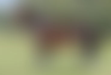 Crioulos JA: remate virtual com 100% de vendas e média de R$ 23,9 mil