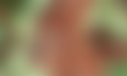 Levantamento apresenta perdas preliminares com a estiagem