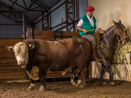 Centrais de inseminação buscam genética da Conexão Delta G
