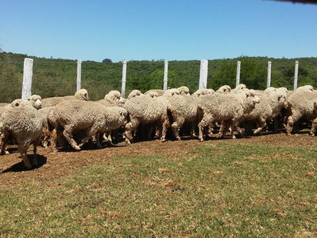 Ovinocultura na Expointer: diferentes elos discutem negócios além da feira