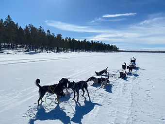 hunder på Femunden.JPG